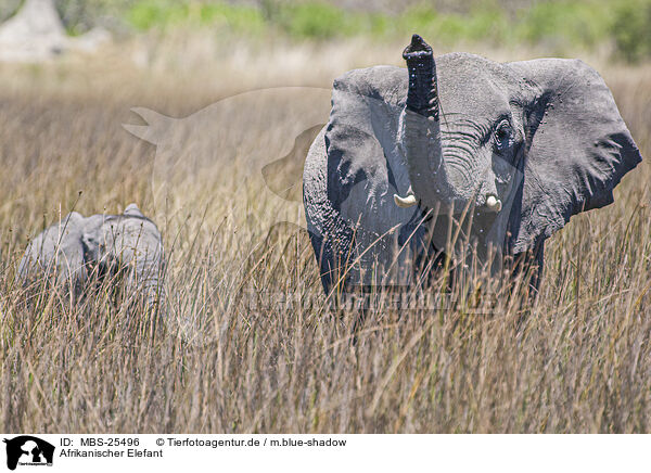 Afrikanischer Elefant / African Elephant / MBS-25496