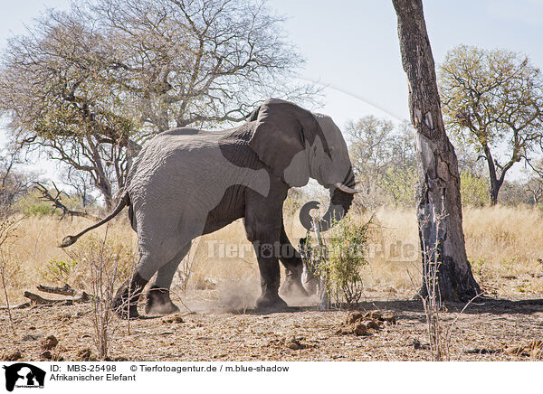 Afrikanischer Elefant / MBS-25498