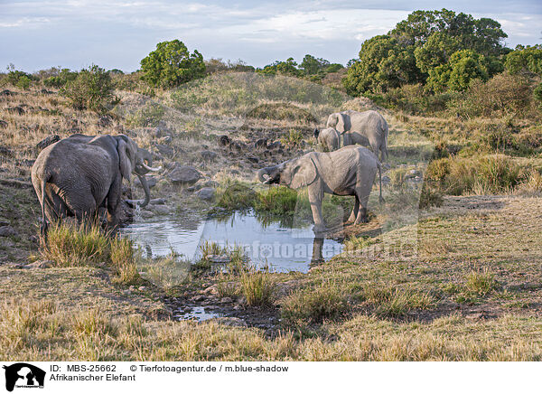 Afrikanischer Elefant / MBS-25662
