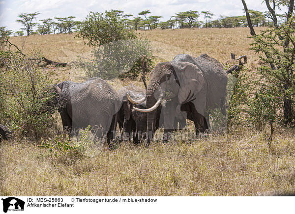 Afrikanischer Elefant / MBS-25663