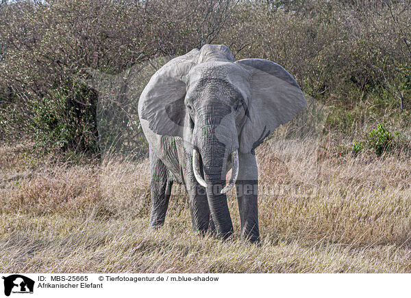 Afrikanischer Elefant / MBS-25665