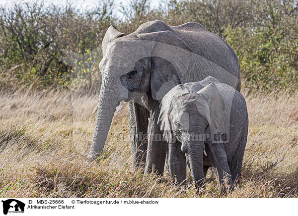 Afrikanischer Elefant / African Elephant / MBS-25666