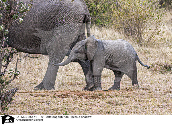Afrikanischer Elefant / MBS-25671