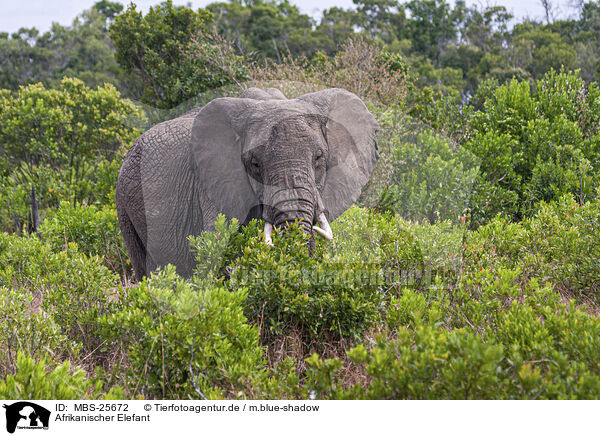 Afrikanischer Elefant / MBS-25672