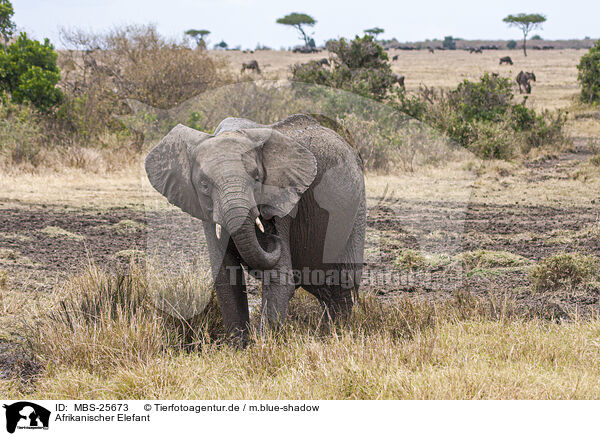 Afrikanischer Elefant / MBS-25673