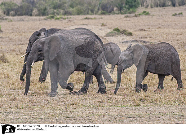 Afrikanischer Elefant / MBS-25679