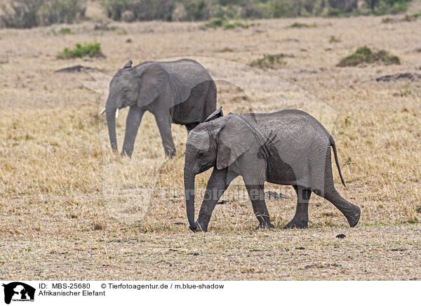 Afrikanischer Elefant / MBS-25680