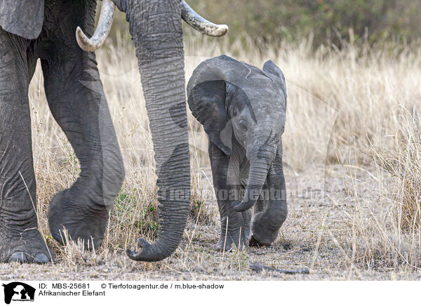 Afrikanischer Elefant / MBS-25681