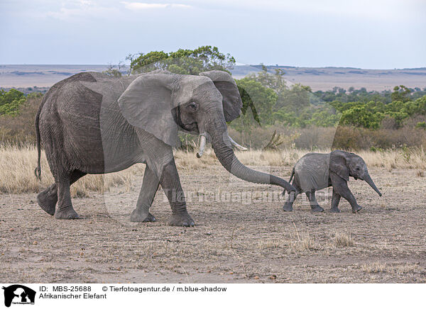 Afrikanischer Elefant / MBS-25688