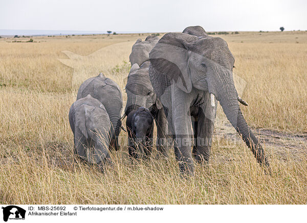 Afrikanischer Elefant / MBS-25692