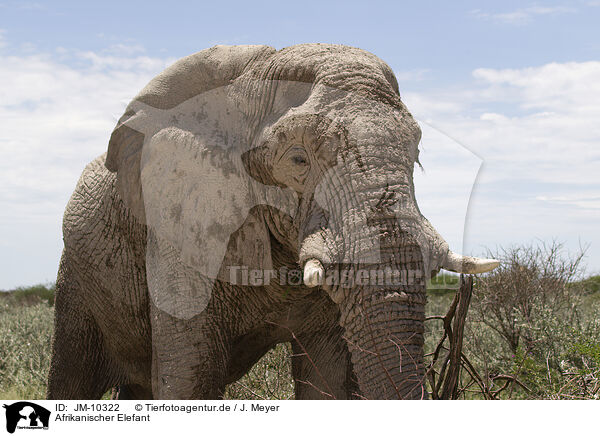 Afrikanischer Elefant / JM-10322