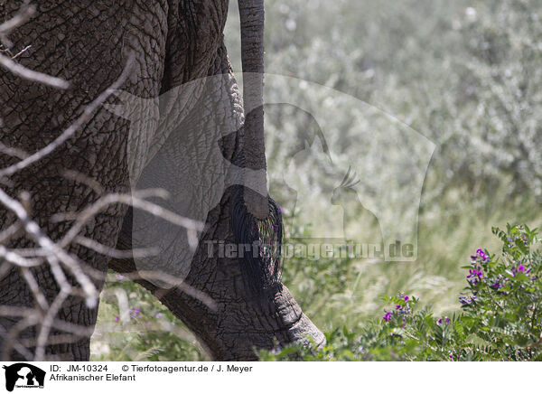 Afrikanischer Elefant / African elephant / JM-10324