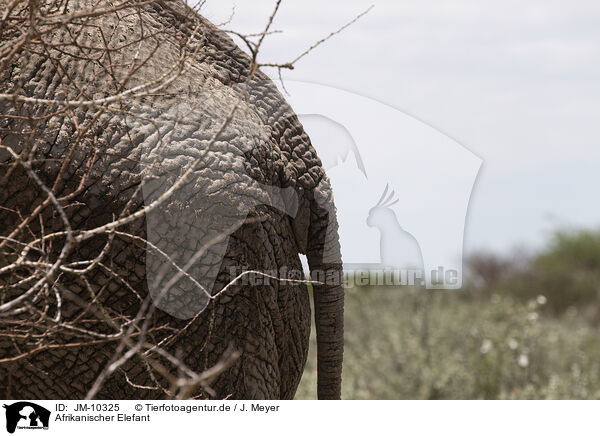 Afrikanischer Elefant / JM-10325