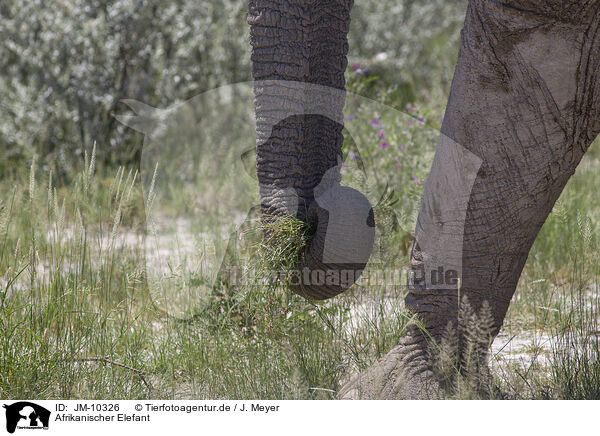 Afrikanischer Elefant / JM-10326