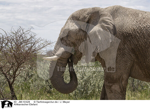 Afrikanischer Elefant / JM-10328