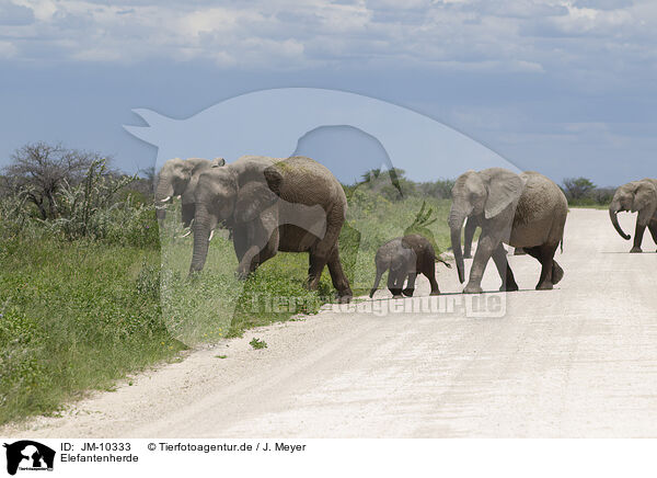 Elefantenherde / Herd of African elephants / JM-10333