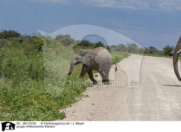 junger Afrikanischer Elefant / JM-10335