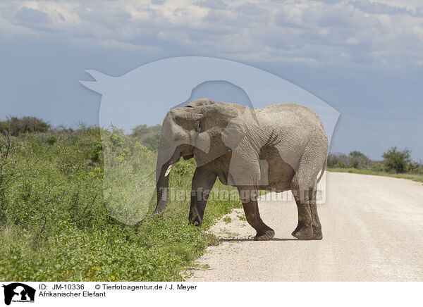 Afrikanischer Elefant / JM-10336