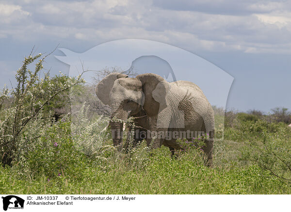 Afrikanischer Elefant / African elephant / JM-10337