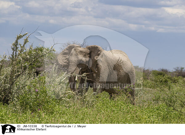 Afrikanischer Elefant / JM-10338