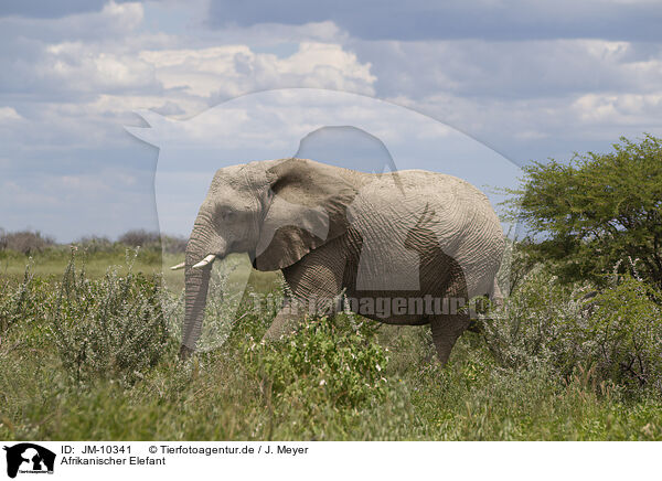 Afrikanischer Elefant / African elephant / JM-10341