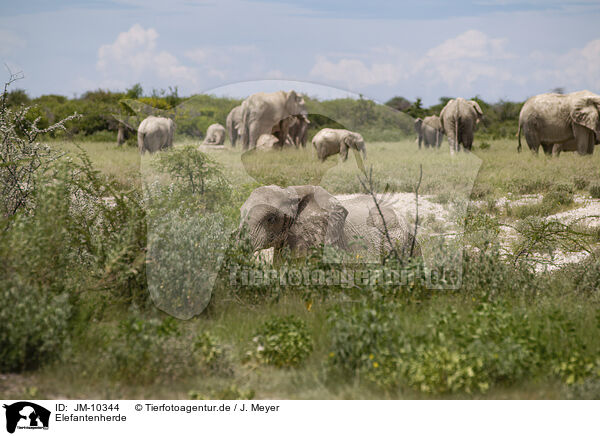 Elefantenherde / Herd of African elephants / JM-10344