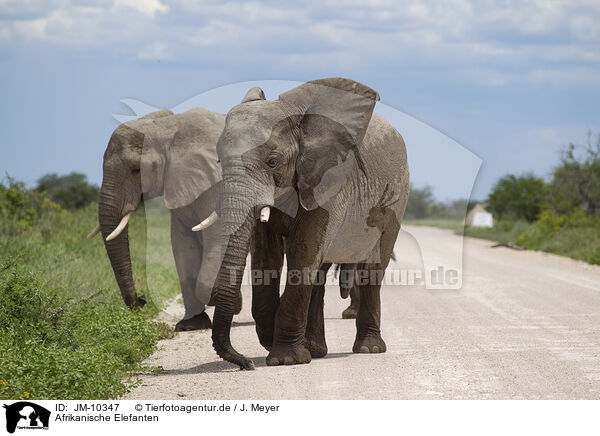 Afrikanische Elefanten / African elephants / JM-10347