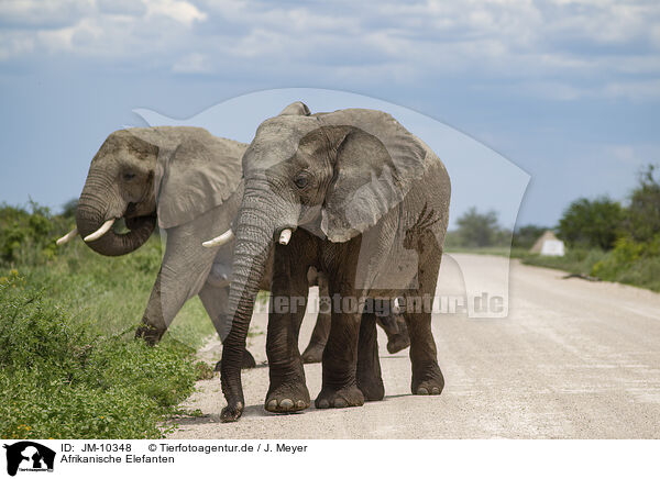 Afrikanische Elefanten / African elephants / JM-10348