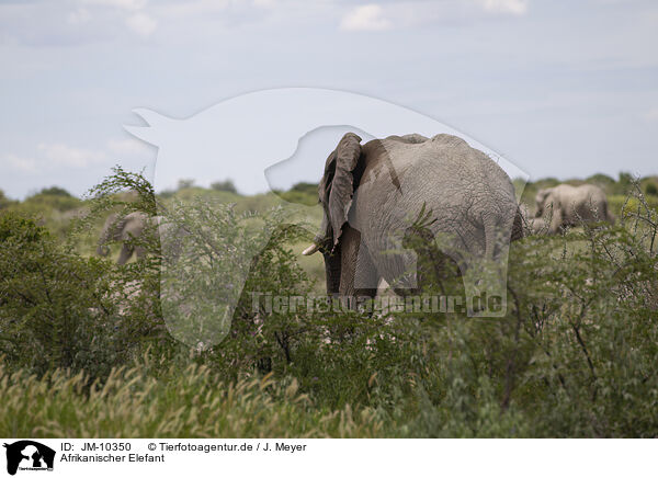 Afrikanischer Elefant / JM-10350