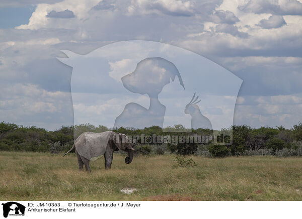 Afrikanischer Elefant / African elephant / JM-10353
