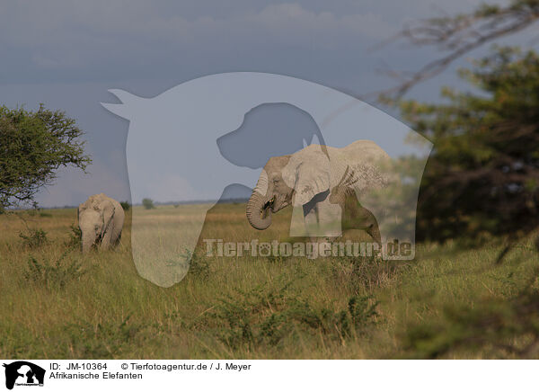 Afrikanische Elefanten / JM-10364