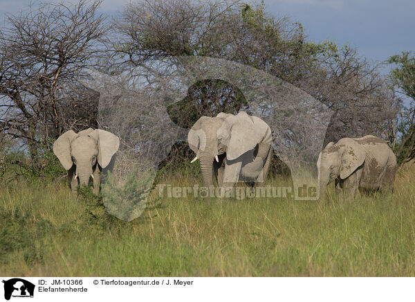 Elefantenherde / Herd of African elephants / JM-10366