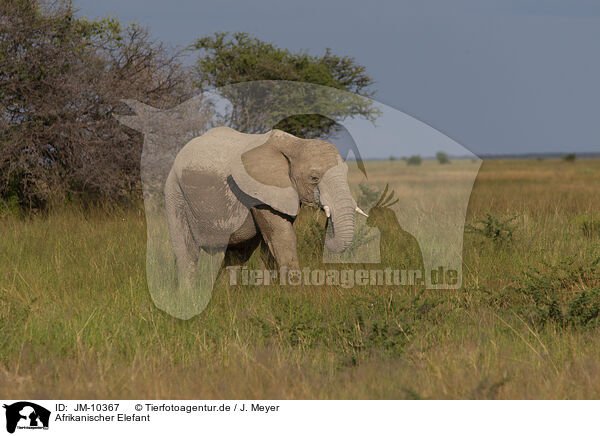 Afrikanischer Elefant / African elephant / JM-10367