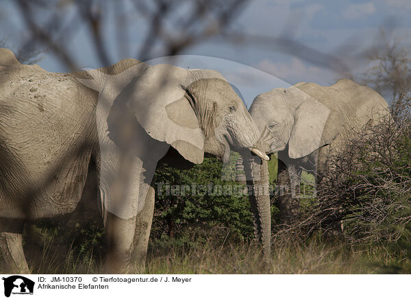 Afrikanische Elefanten / JM-10370