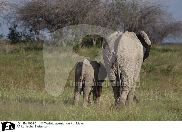 Afrikanische Elefanten / JM-10376