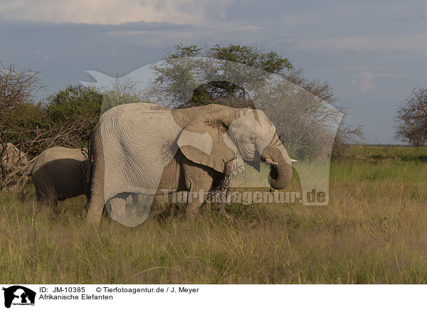 Afrikanische Elefanten / JM-10385