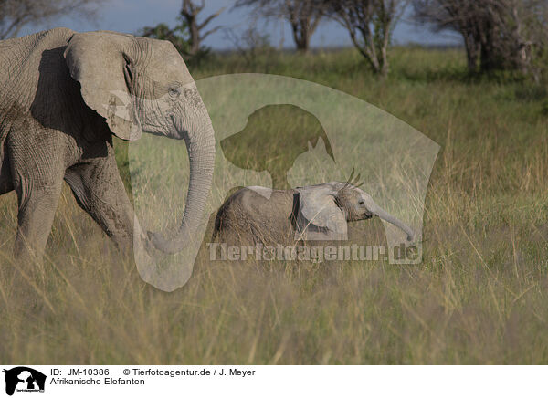 Afrikanische Elefanten / JM-10386