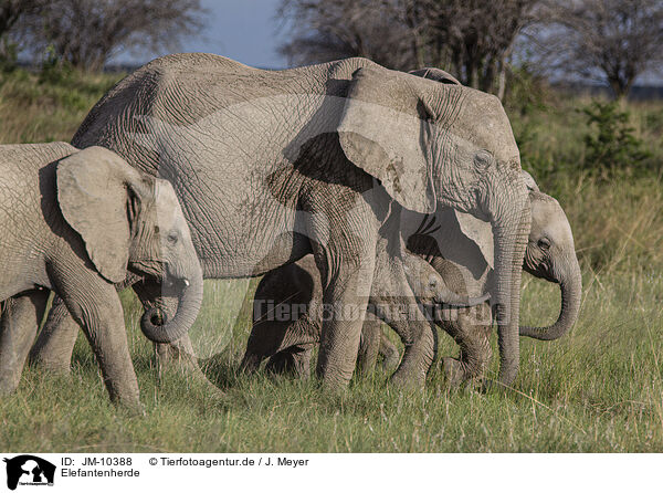 Elefantenherde / Herd of African elephants / JM-10388