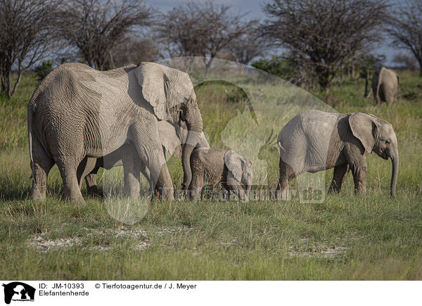 Elefantenherde / Herd of African elephants / JM-10393