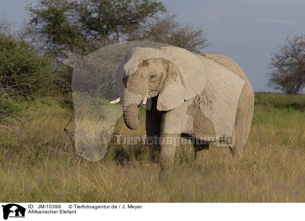 Afrikanischer Elefant / JM-10399