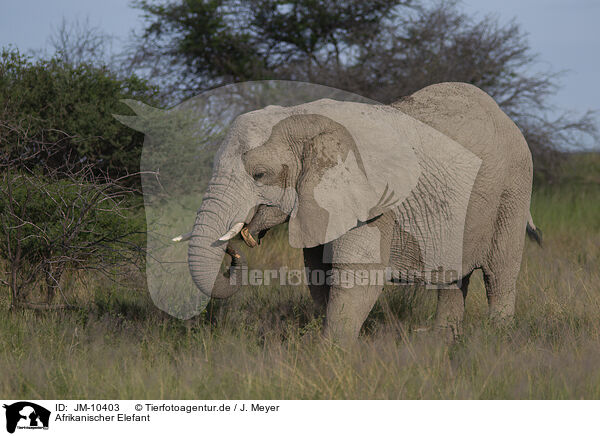 Afrikanischer Elefant / African elephant / JM-10403