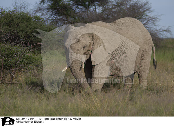 Afrikanischer Elefant / JM-10404