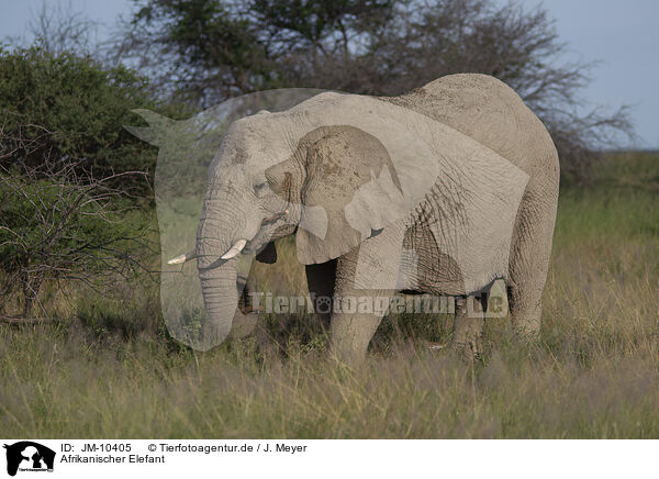 Afrikanischer Elefant / African elephant / JM-10405