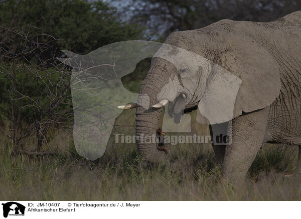 Afrikanischer Elefant / African elephant / JM-10407