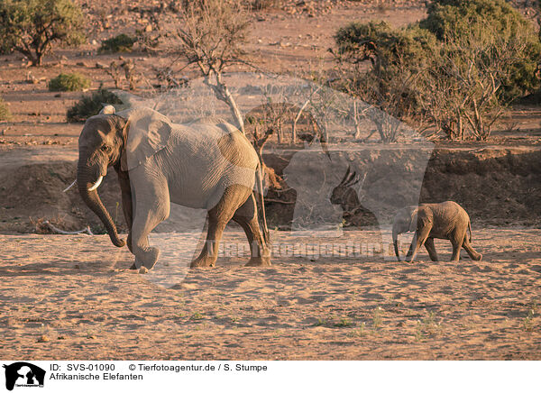 Afrikanische Elefanten / African elephants / SVS-01090