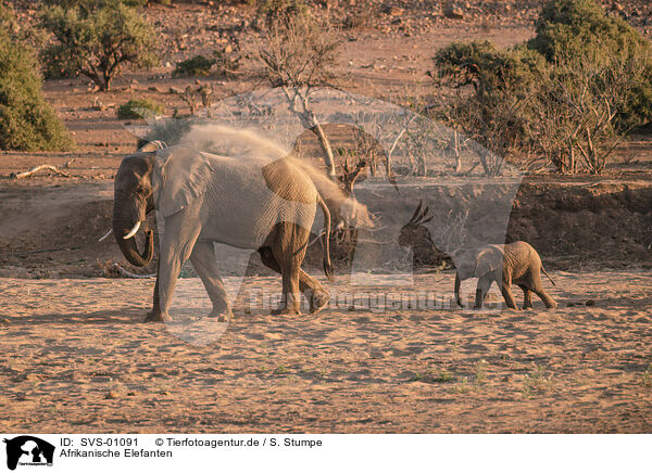 Afrikanische Elefanten / African elephants / SVS-01091