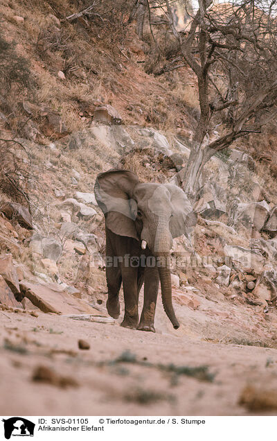 Afrikanischer Elefant / SVS-01105