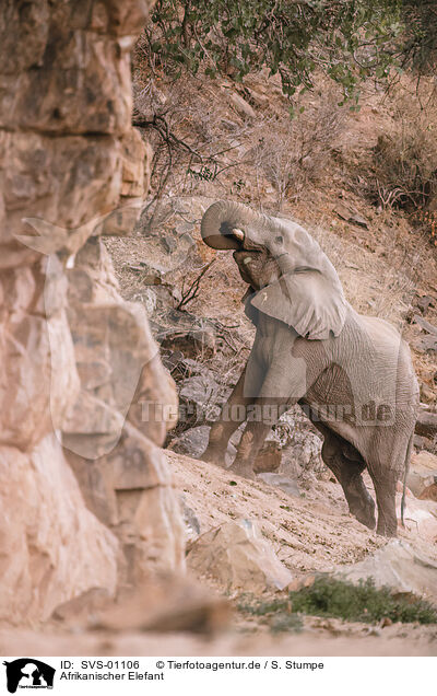 Afrikanischer Elefant / African elephant / SVS-01106