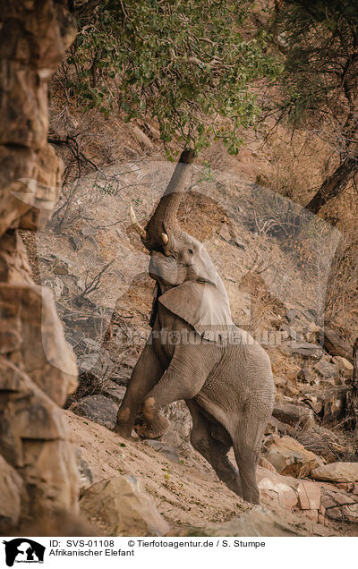 Afrikanischer Elefant / African elephant / SVS-01108