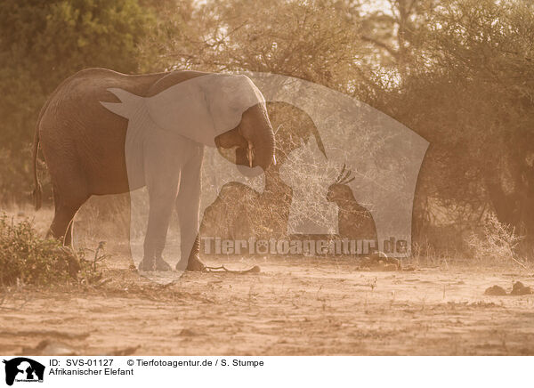 Afrikanischer Elefant / African elephant / SVS-01127